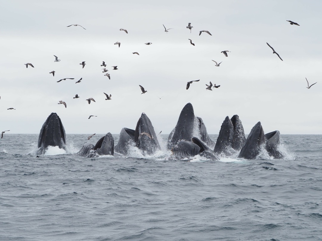 Humpbacks Feeding