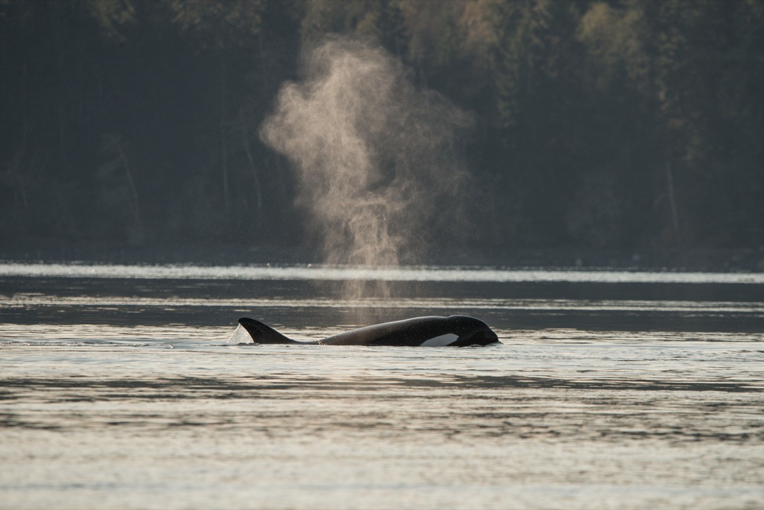 Orca exhaling